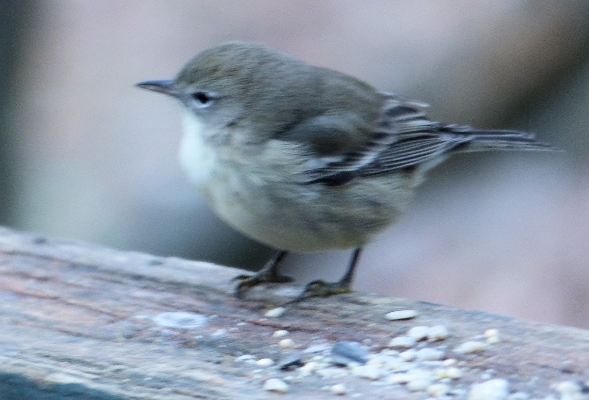 Pine Warbler - Donald Codling