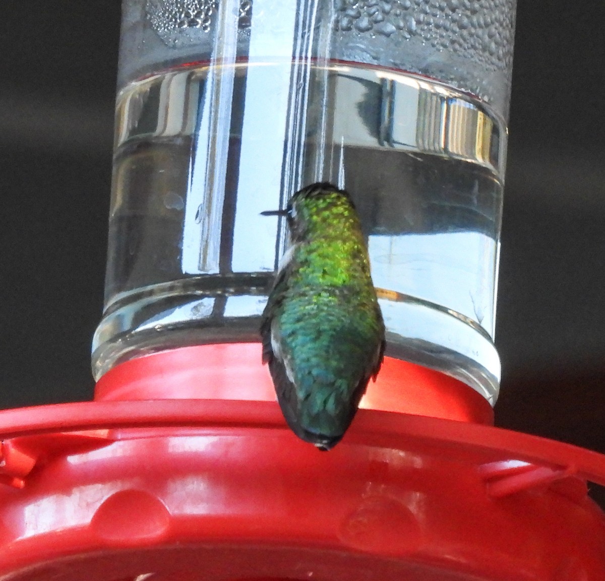 hummingbird sp. - ML612363783