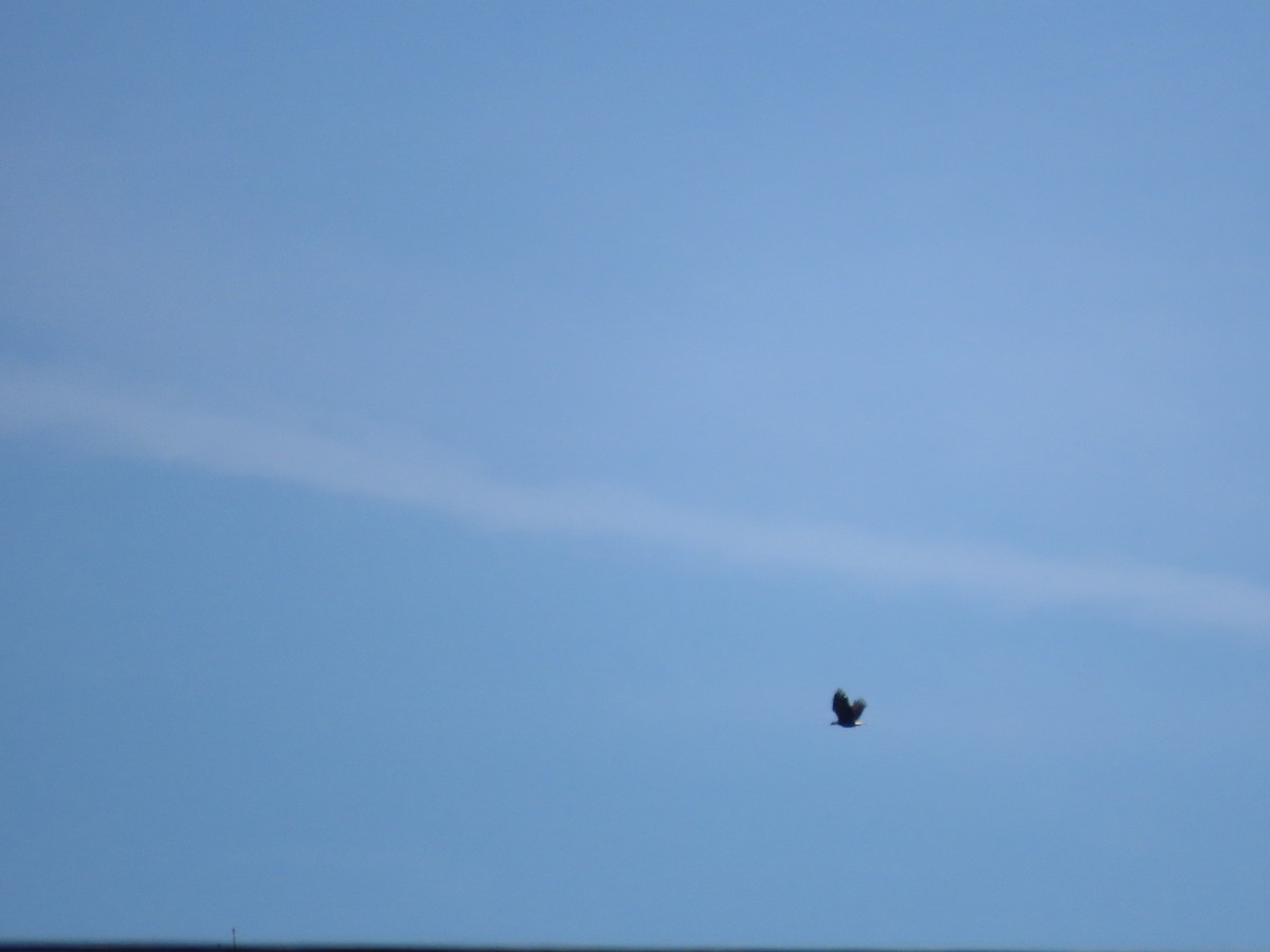 Bald Eagle - ML612363789
