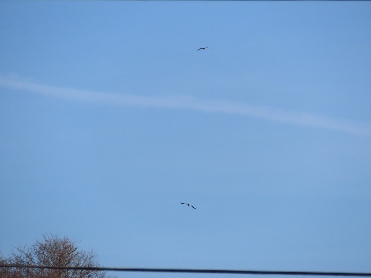 Bald Eagle - ML612363790