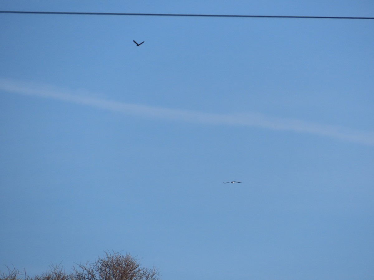 Bald Eagle - ML612363791