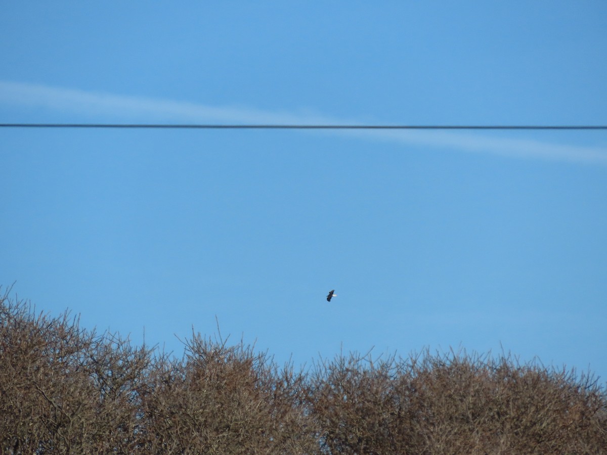Bald Eagle - ML612363792