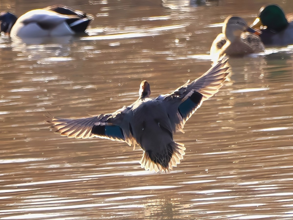 Green-winged Teal - ML612363797