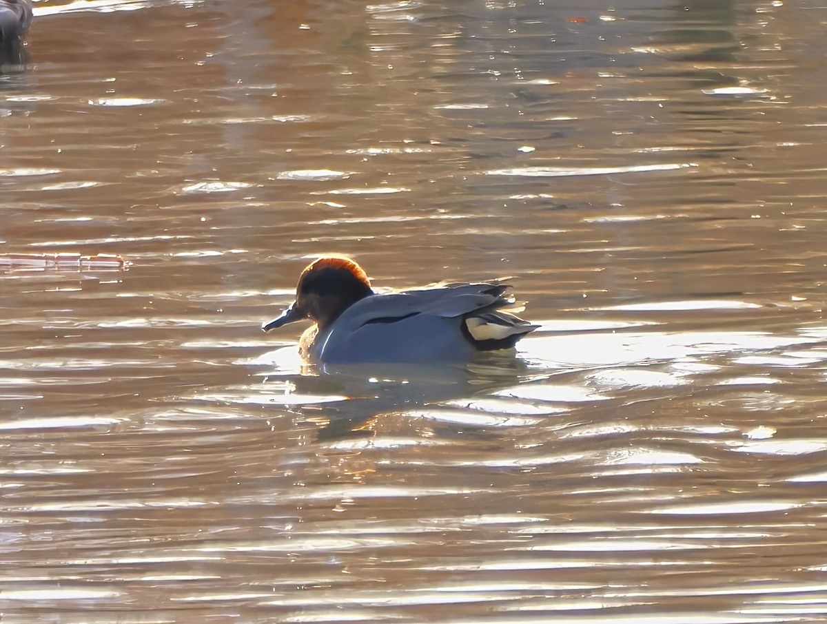 Green-winged Teal - ML612363798