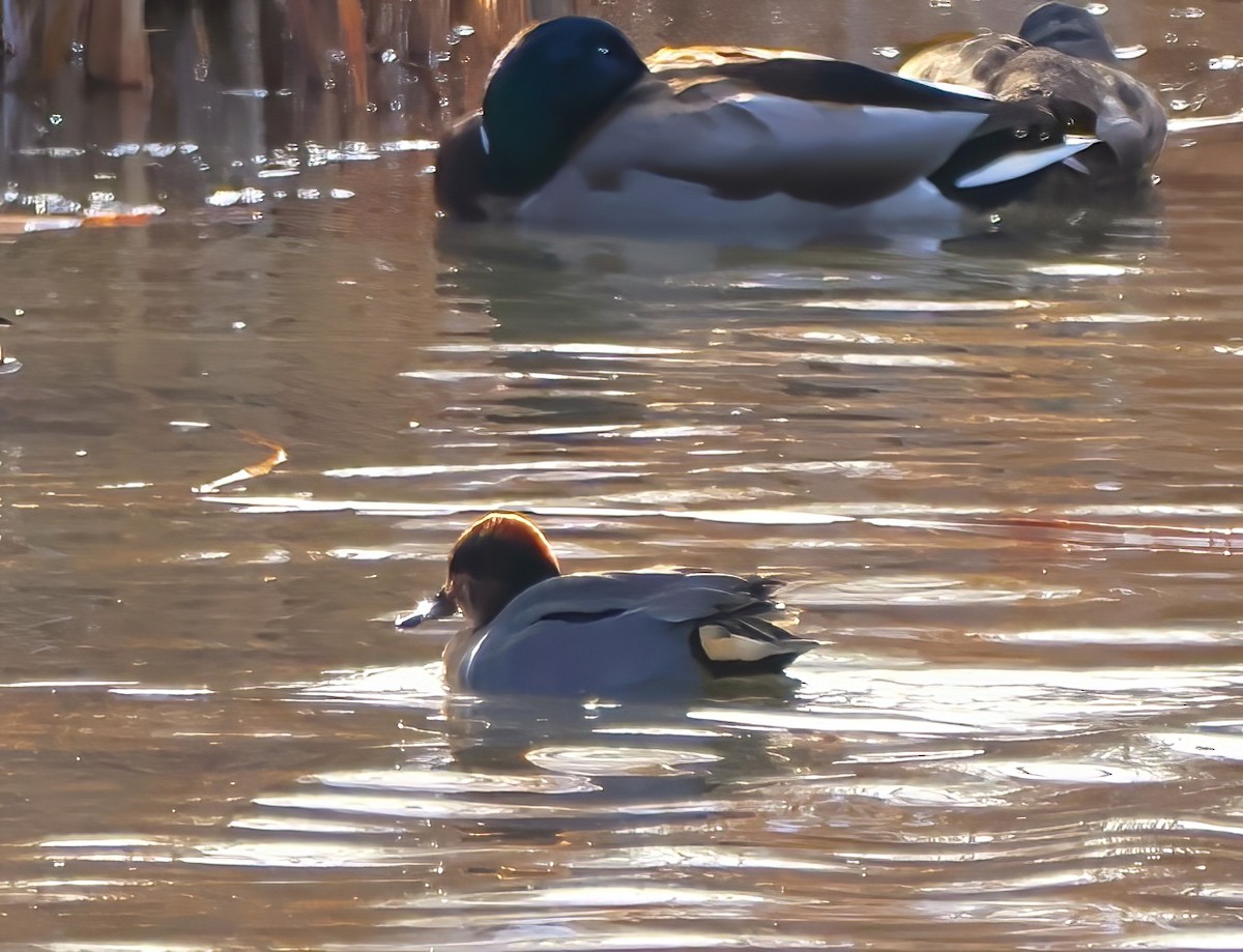 Green-winged Teal - Eric Patry