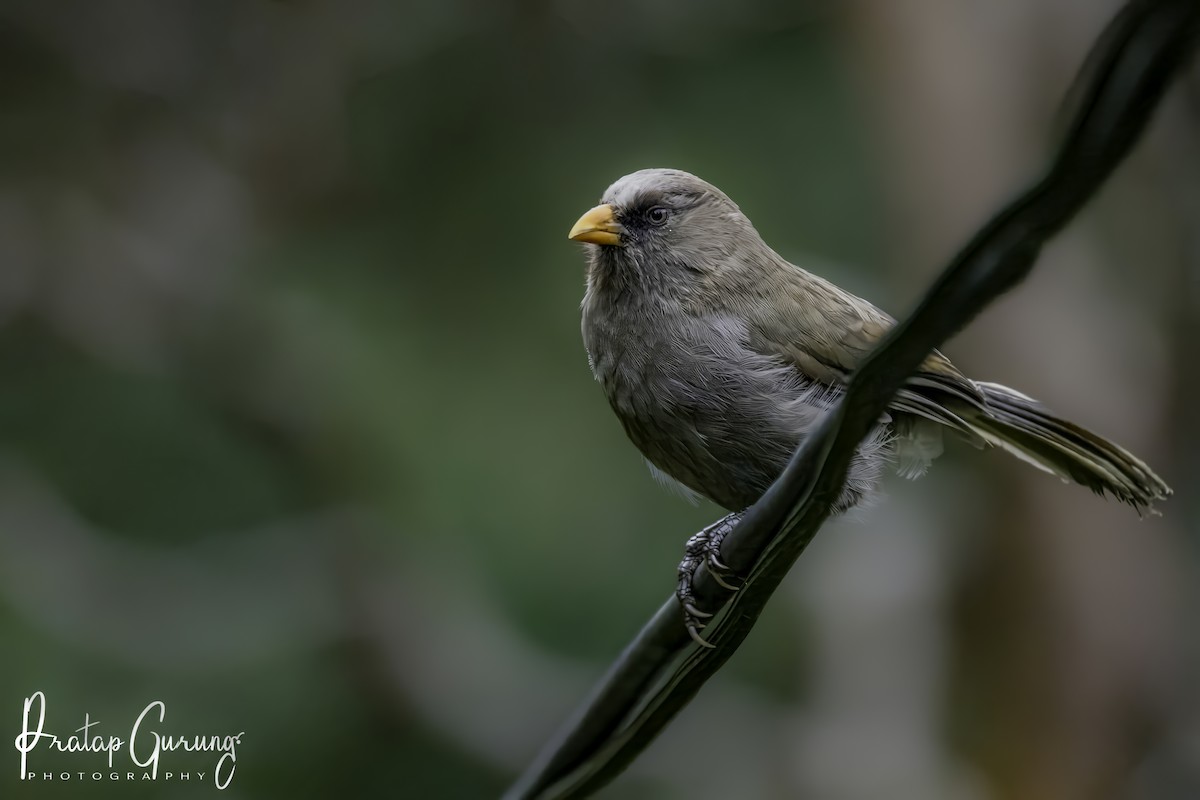 Great Parrotbill - ML612363813