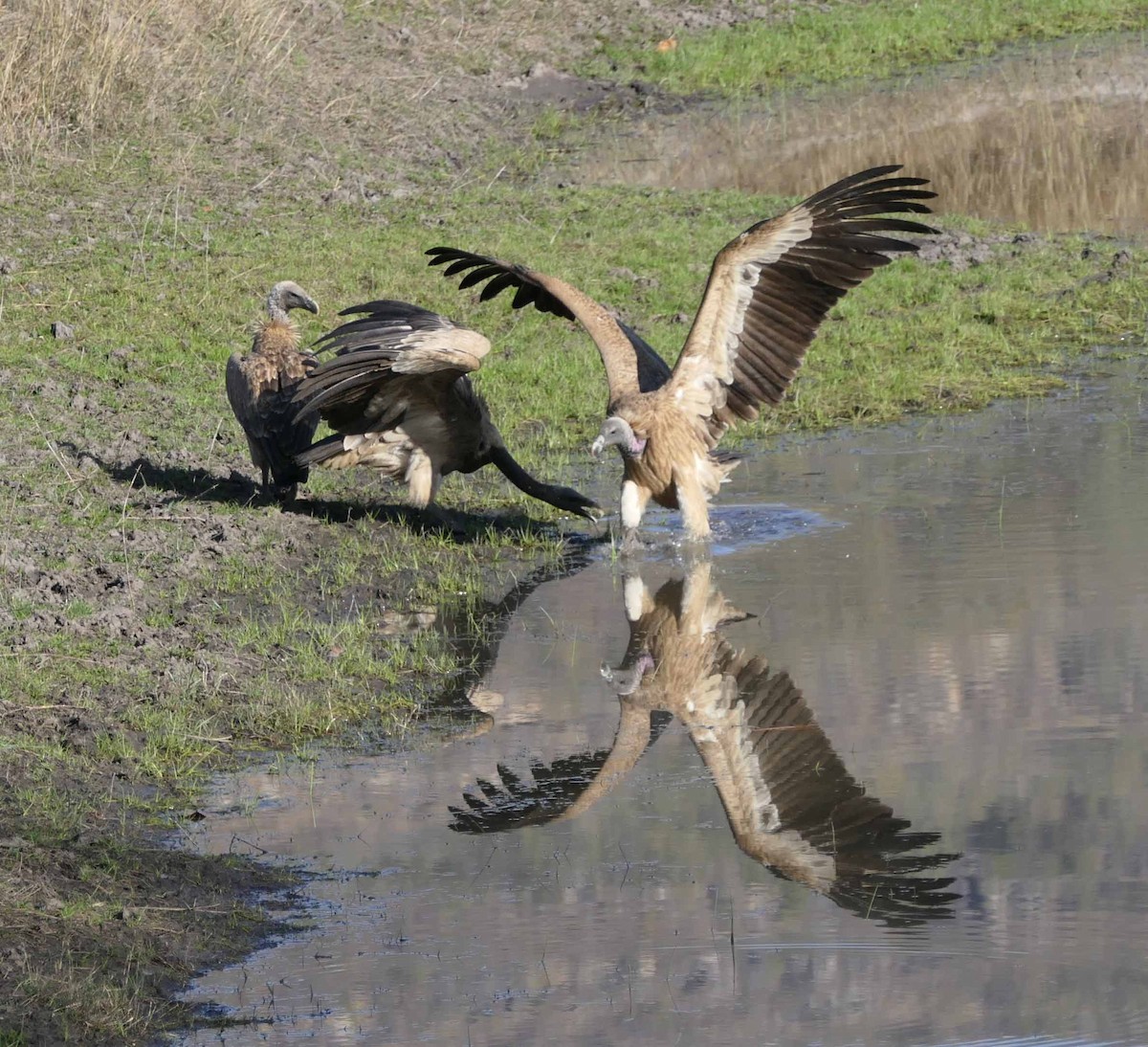 Indian Vulture - Gaurav Parekh