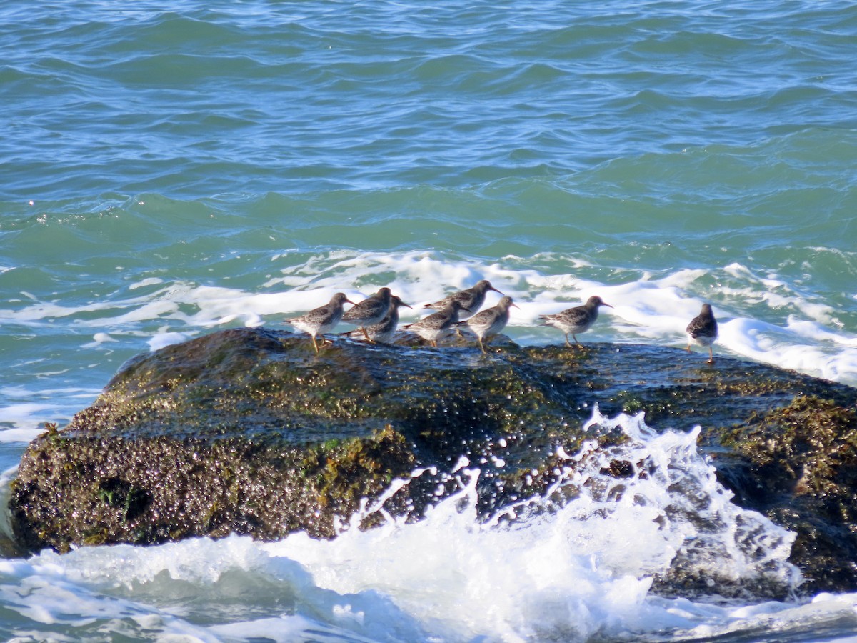 Purple Sandpiper - ML612363987