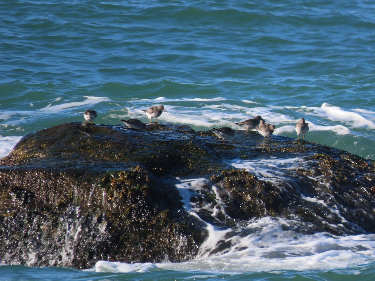 Purple Sandpiper - ML612363988