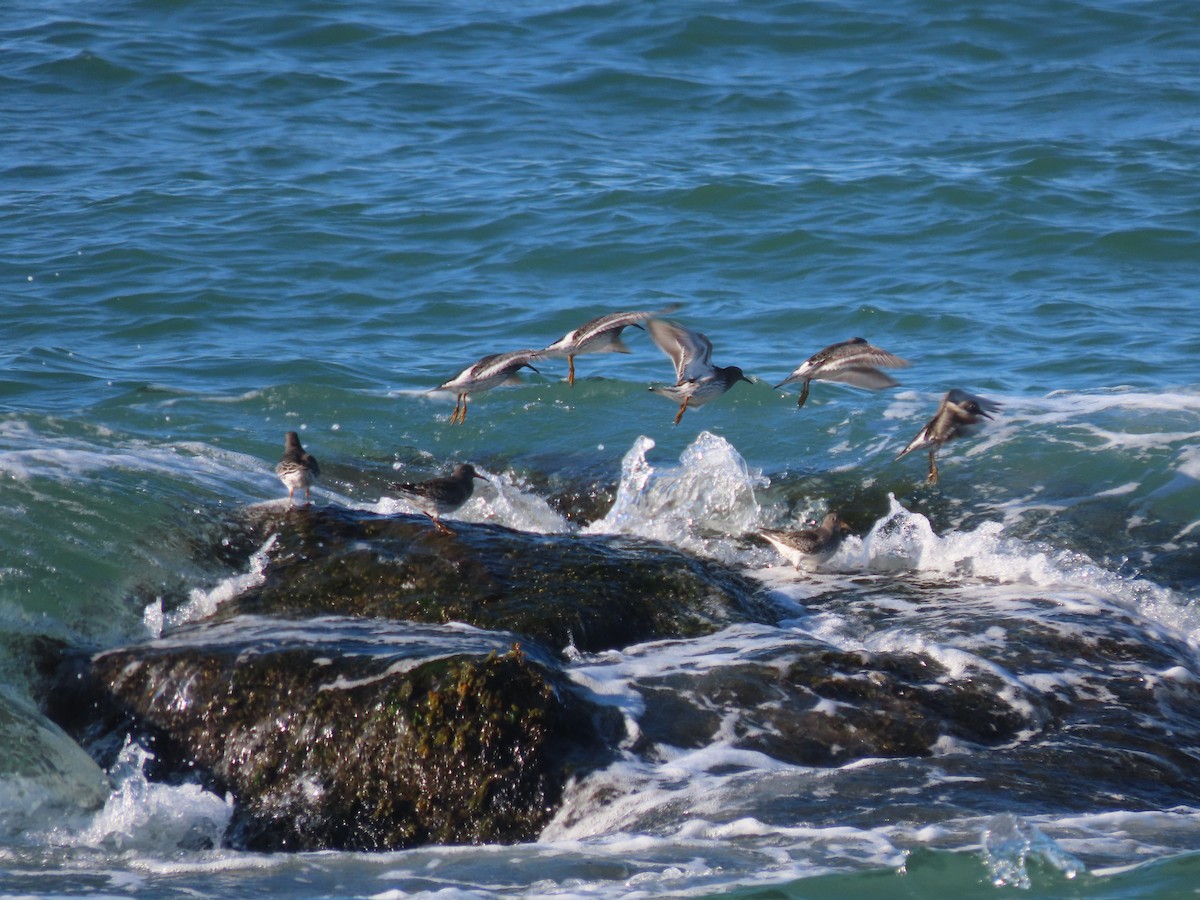 Purple Sandpiper - ML612363989