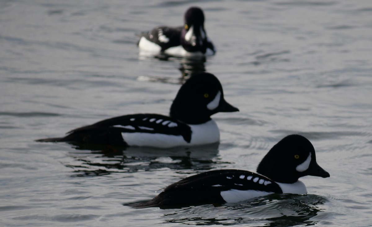 Barrow's Goldeneye - ML612364051