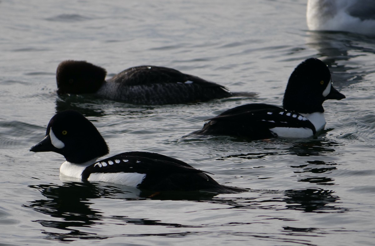 Barrow's Goldeneye - ML612364062