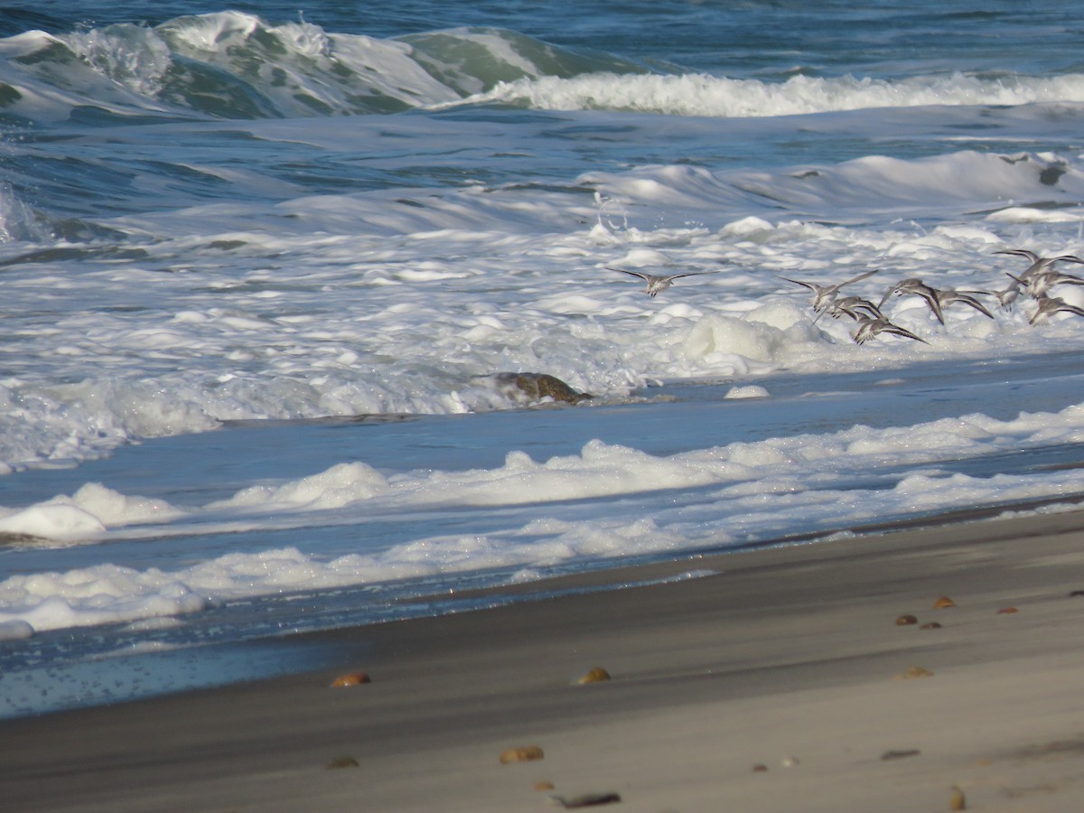 Sanderling - ML612364065