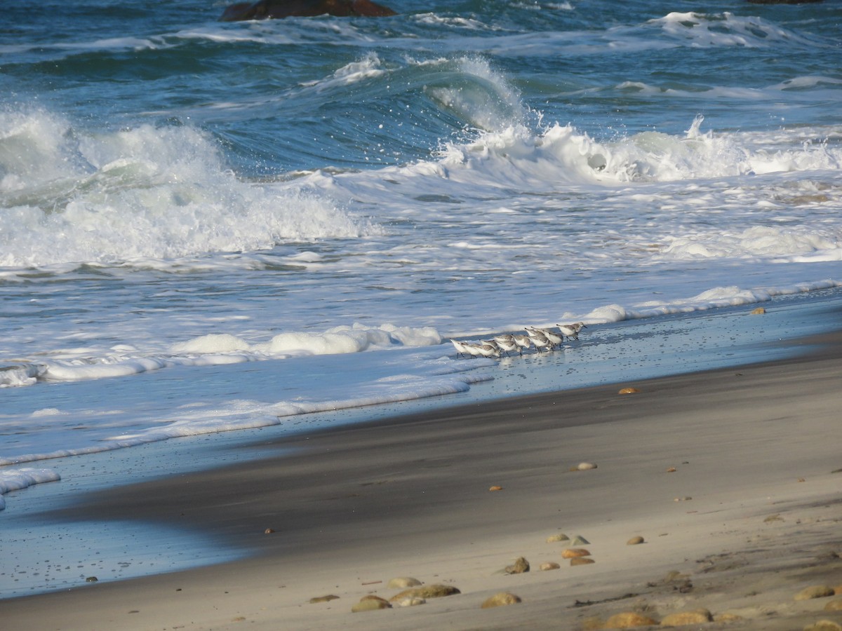 Sanderling - ML612364066