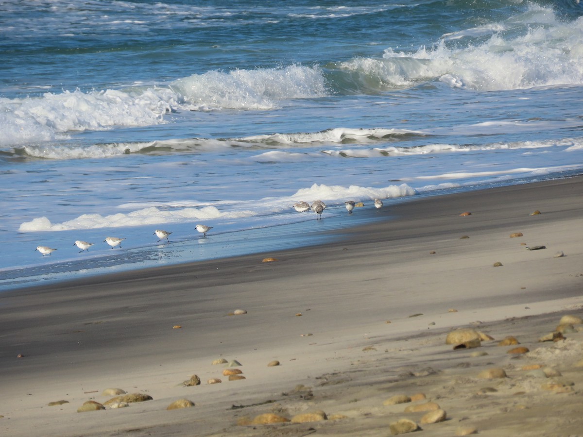 Sanderling - ML612364067