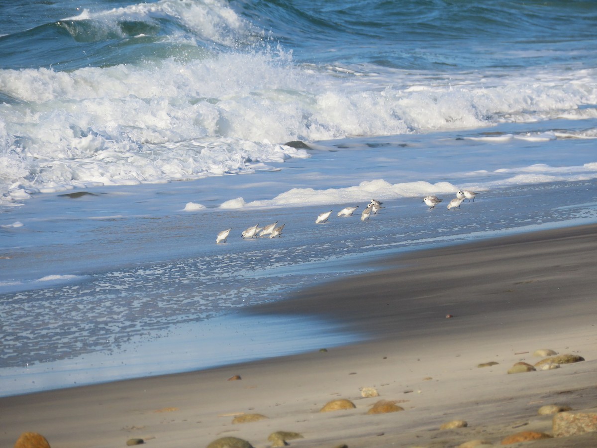 Sanderling - ML612364068