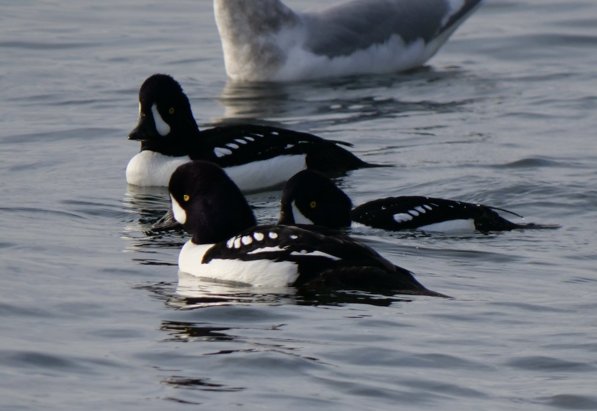 Barrow's Goldeneye - ML612364078