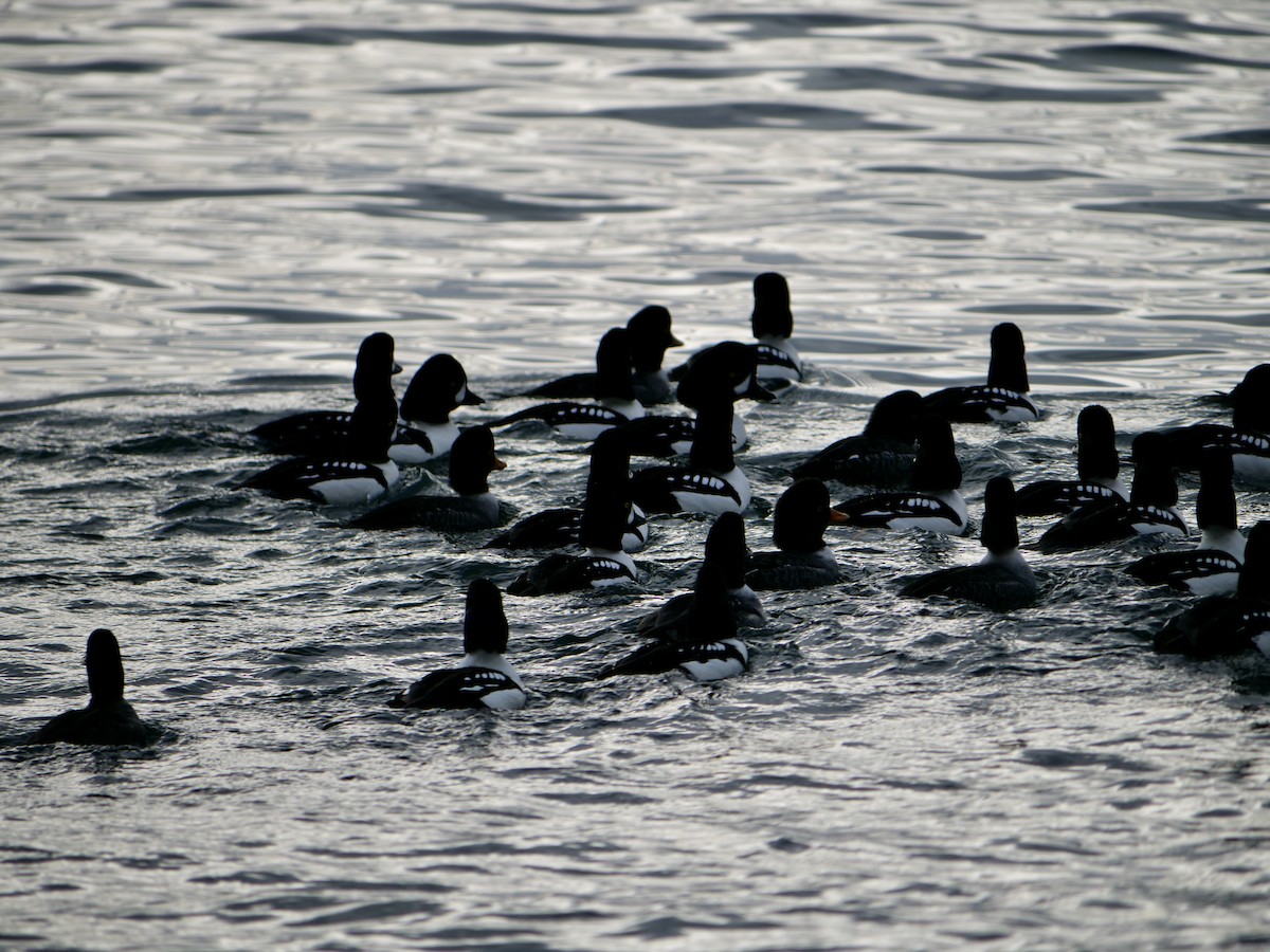 Barrow's Goldeneye - ML612364099