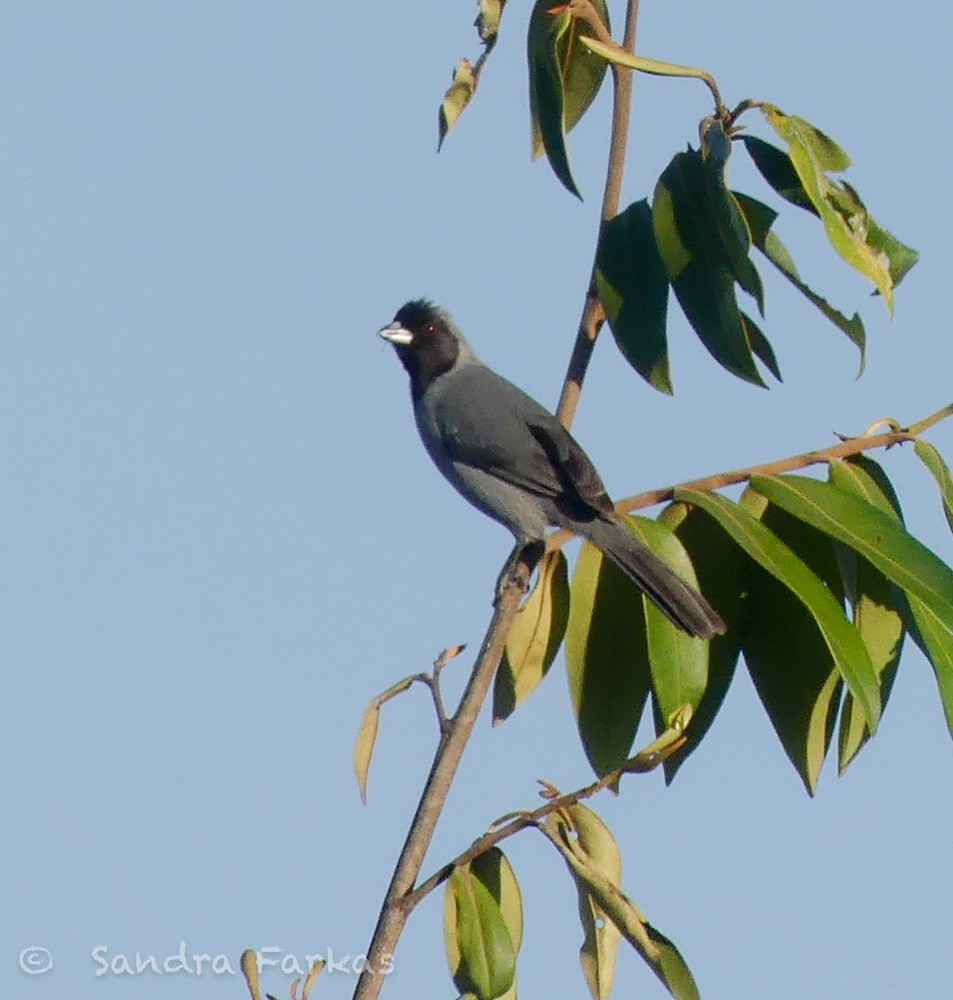 Tangara Carinegra - ML612364105