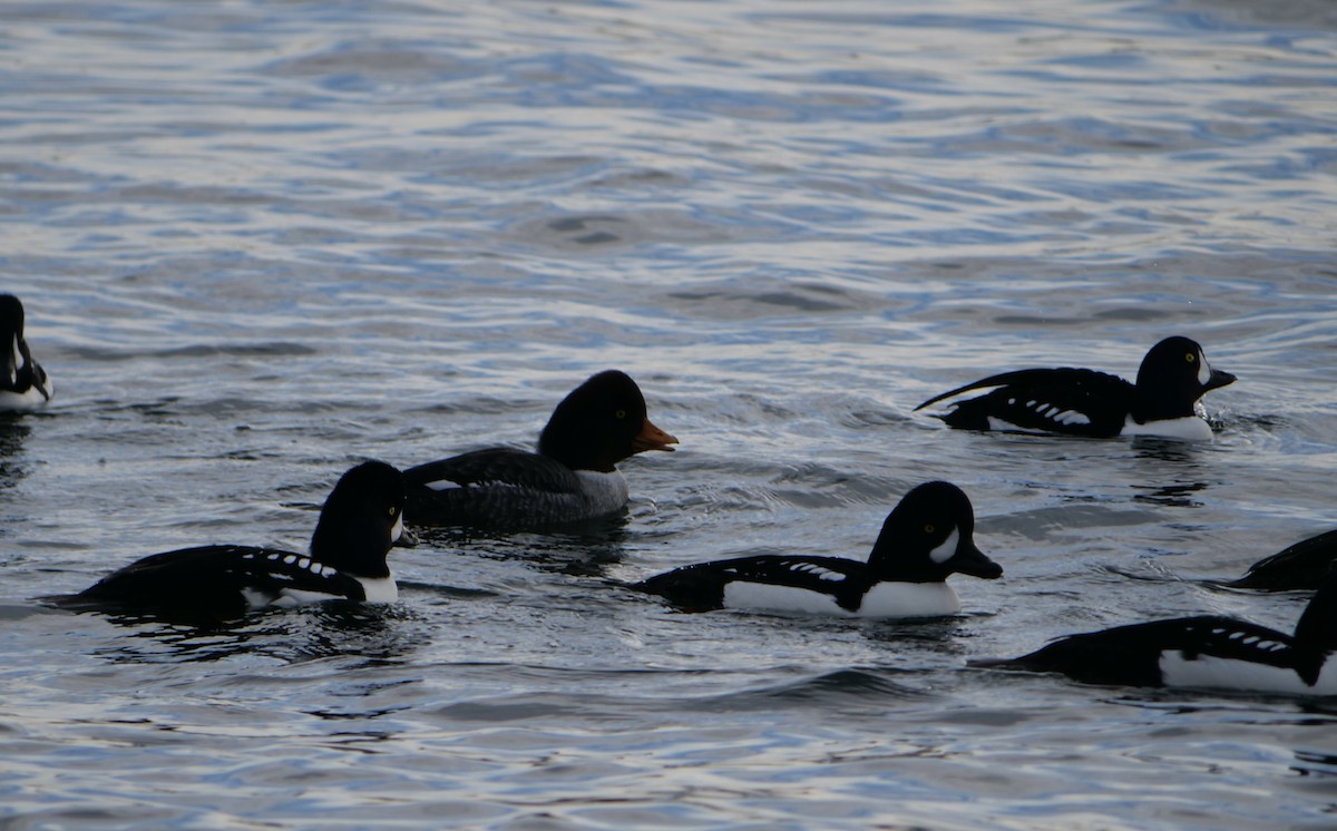 Barrow's Goldeneye - ML612364115