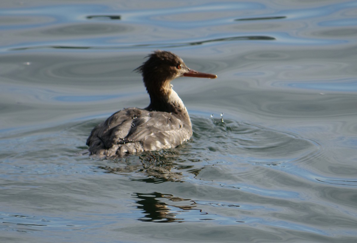 Common Merganser - ML612364121