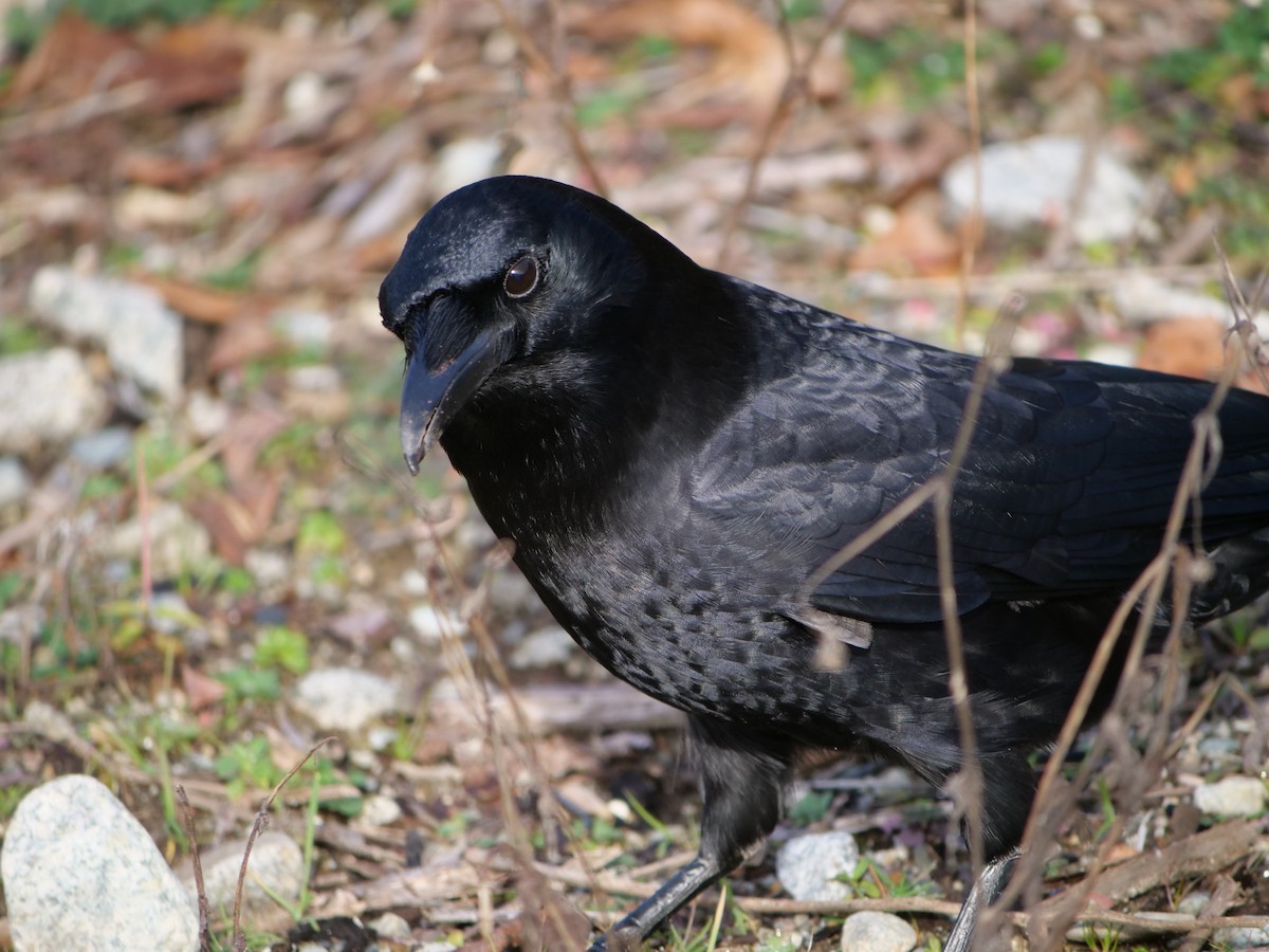 American Crow - ML612364133