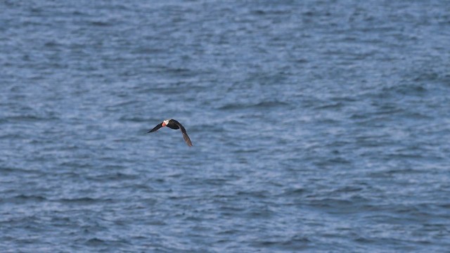 Tufted Puffin - ML612364136