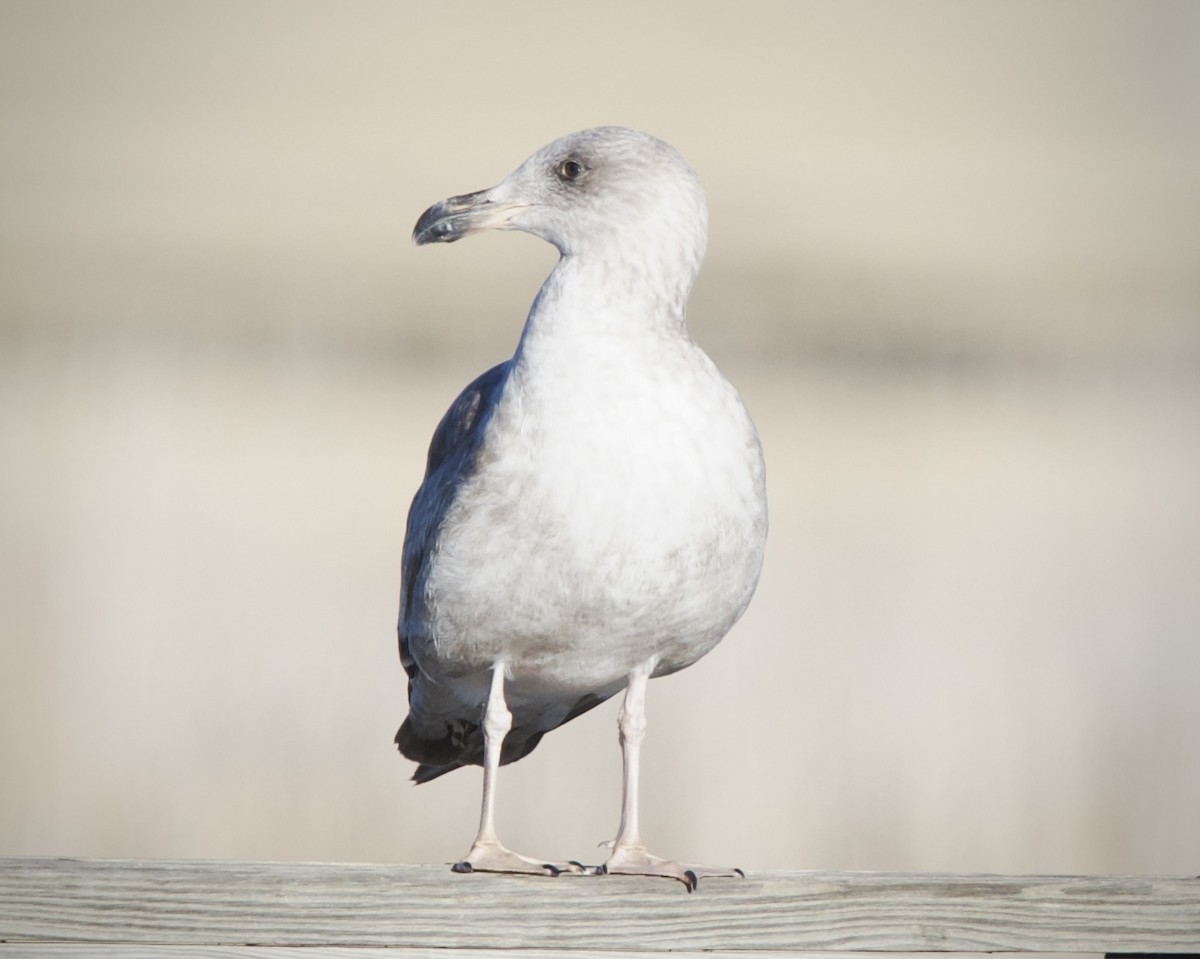 Yellow-footed Gull - ML612364155