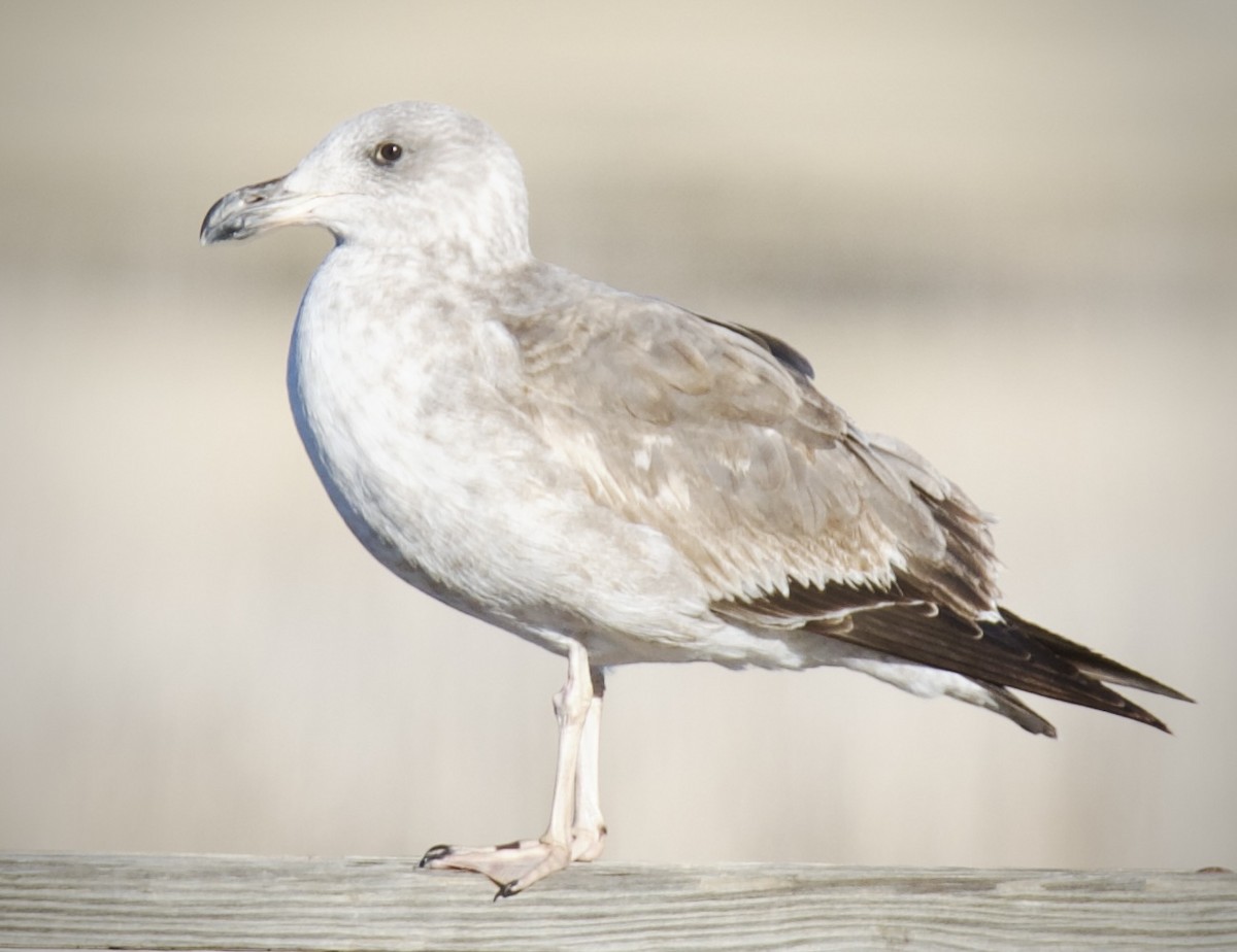 Yellow-footed Gull - ML612364156