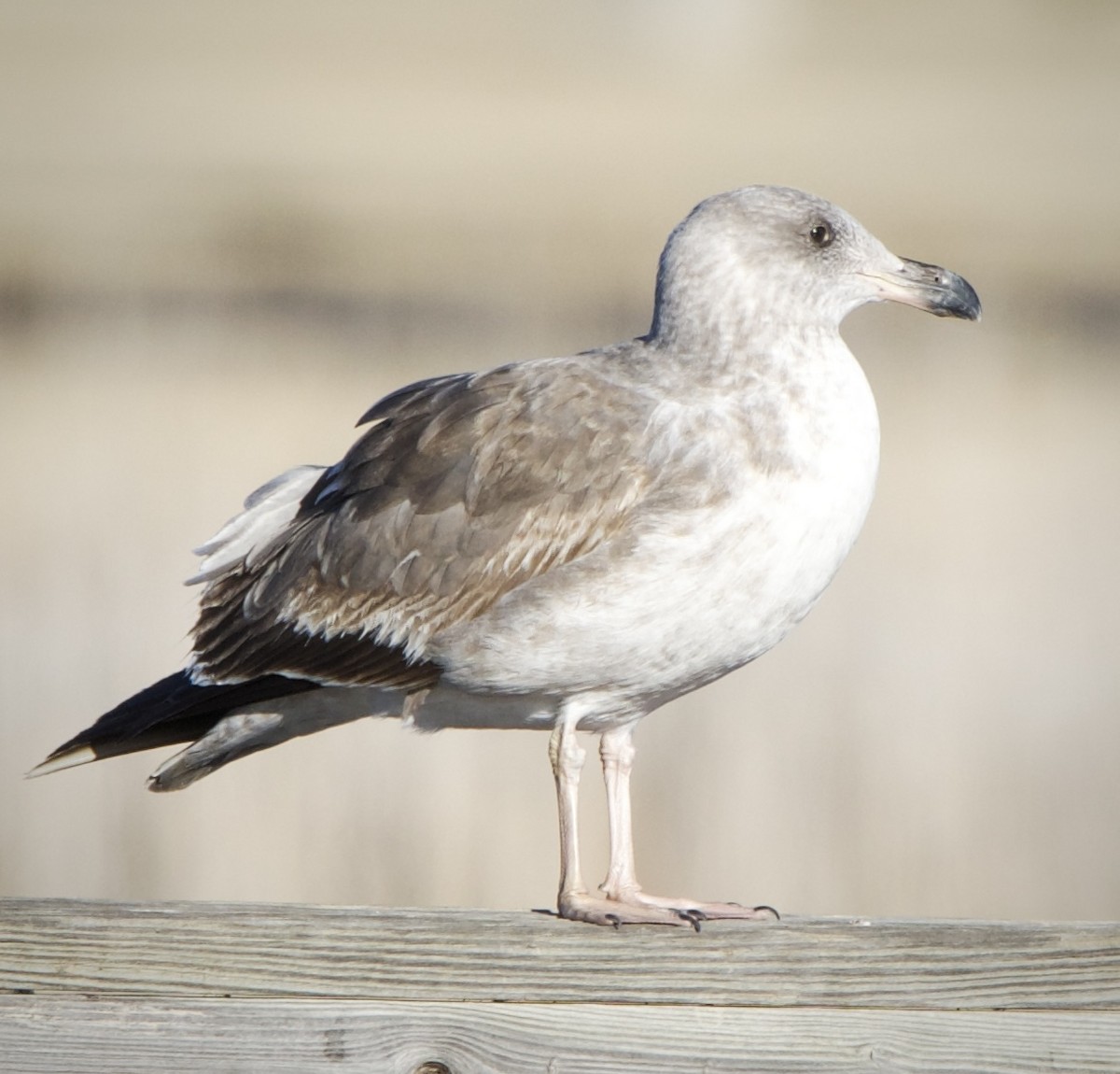 Yellow-footed Gull - ML612364157