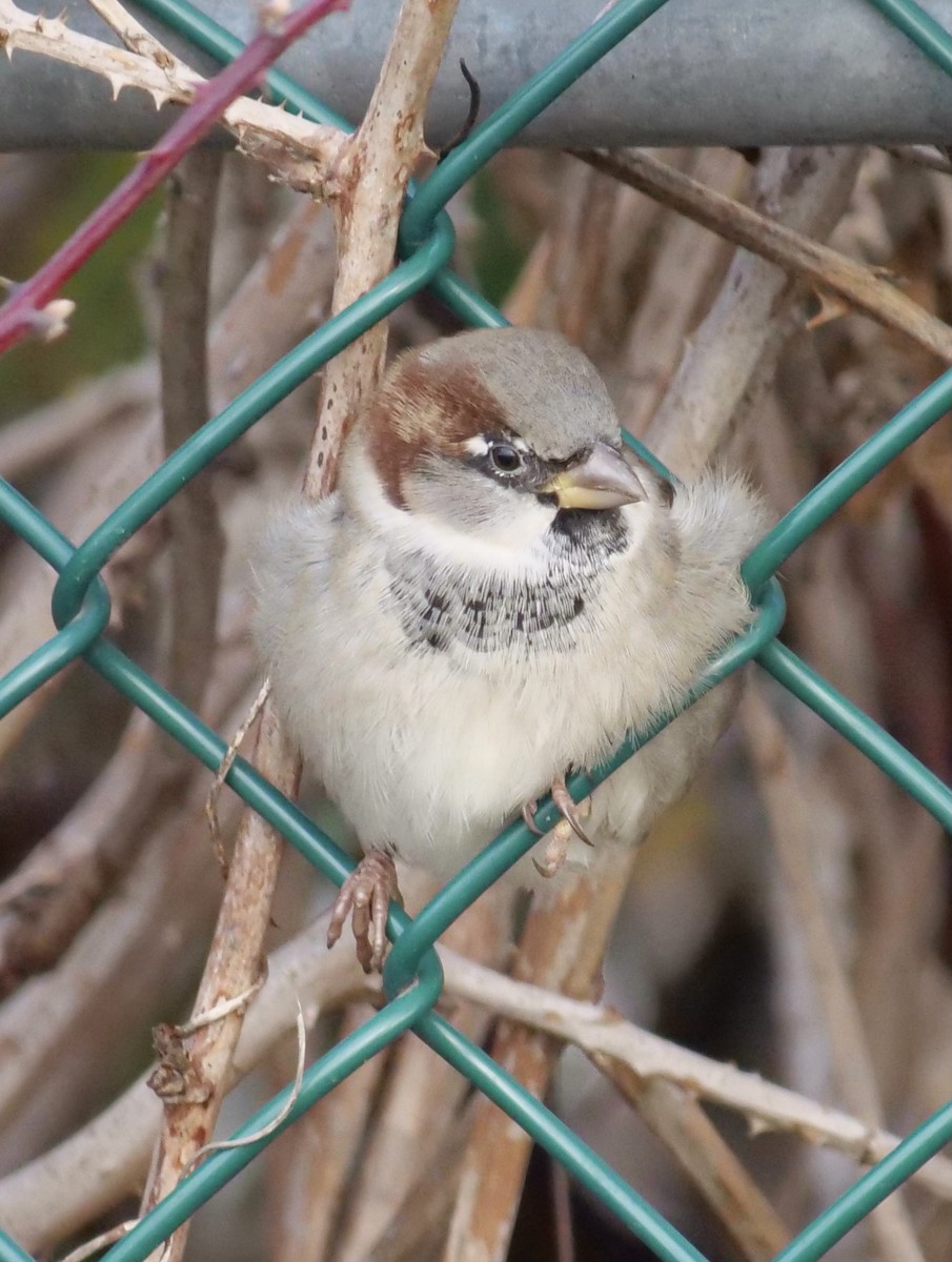 House Sparrow - ML612364158