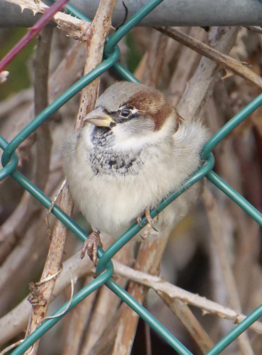 House Sparrow - ML612364163