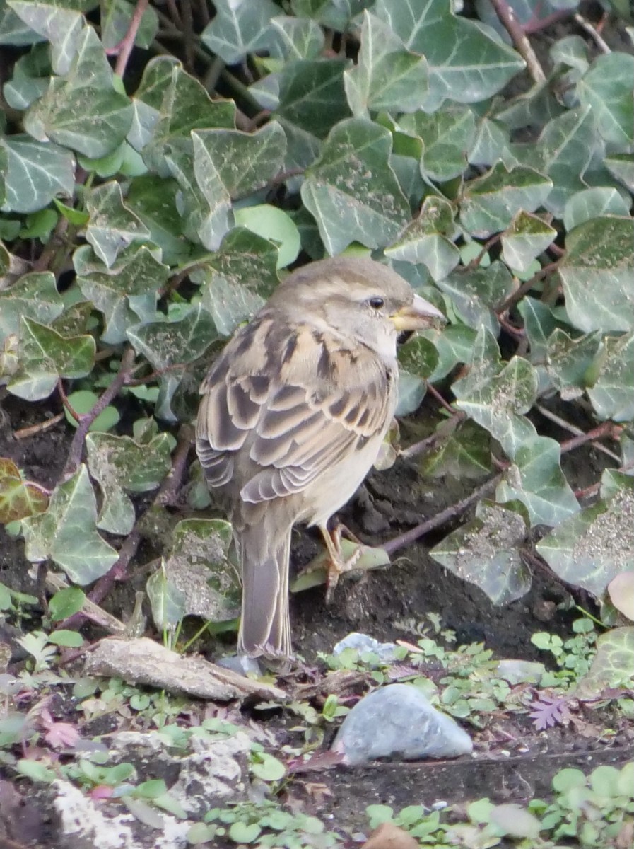 House Sparrow - ML612364169