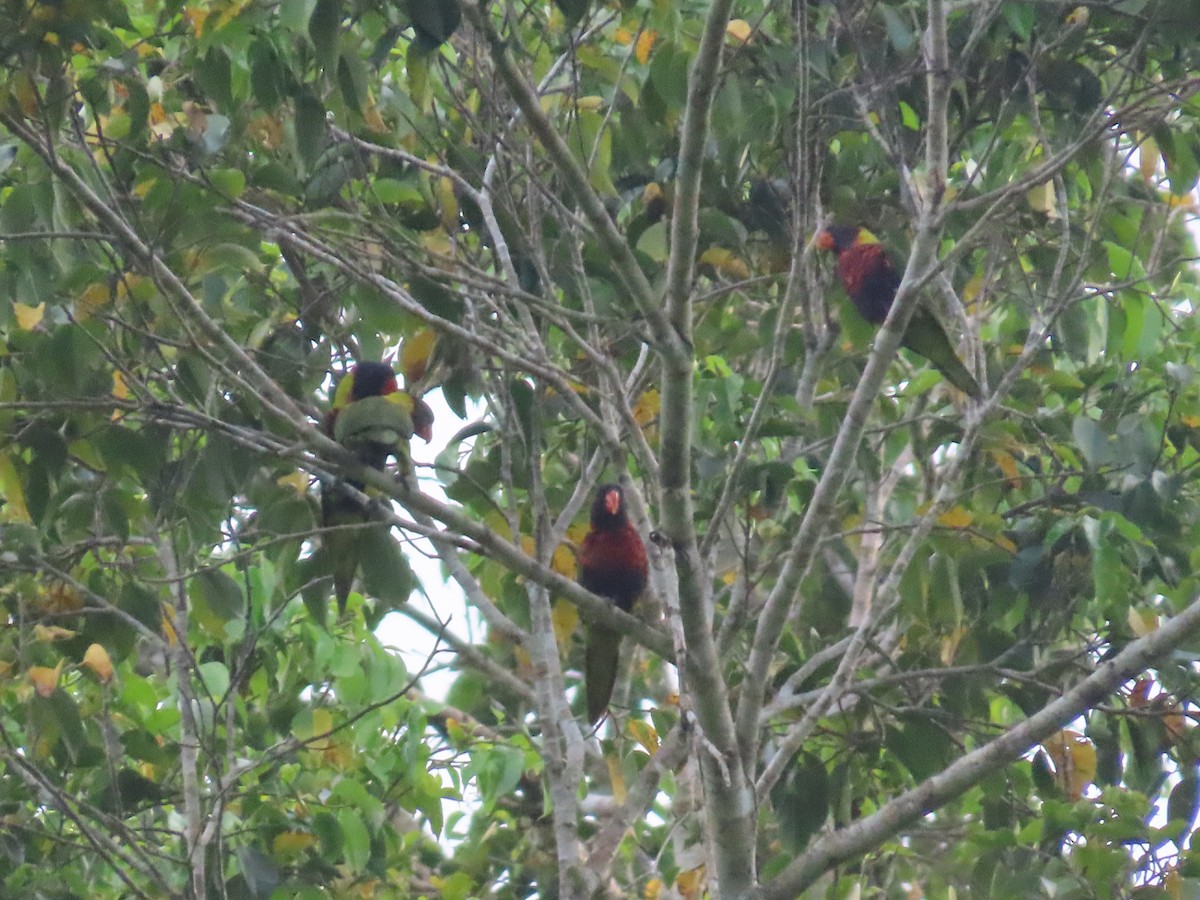 Biak Lorikeet - ML612364278