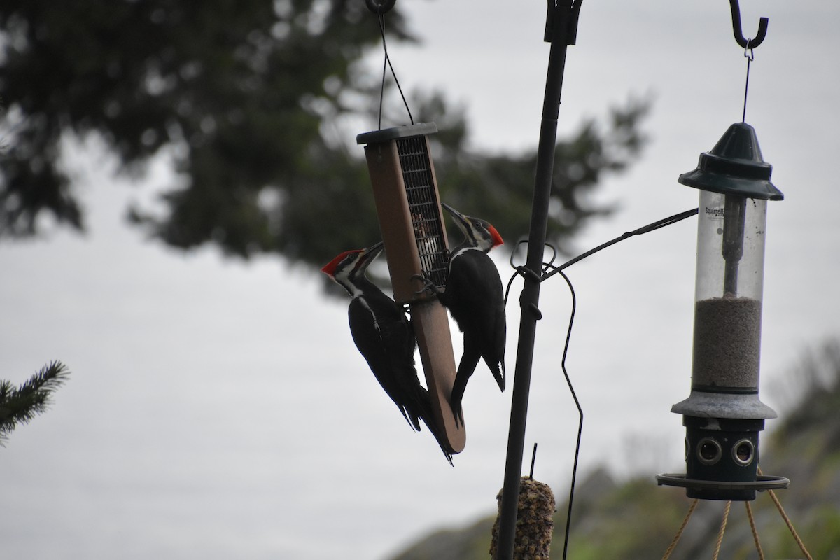 Pileated Woodpecker - Skyler Freeman