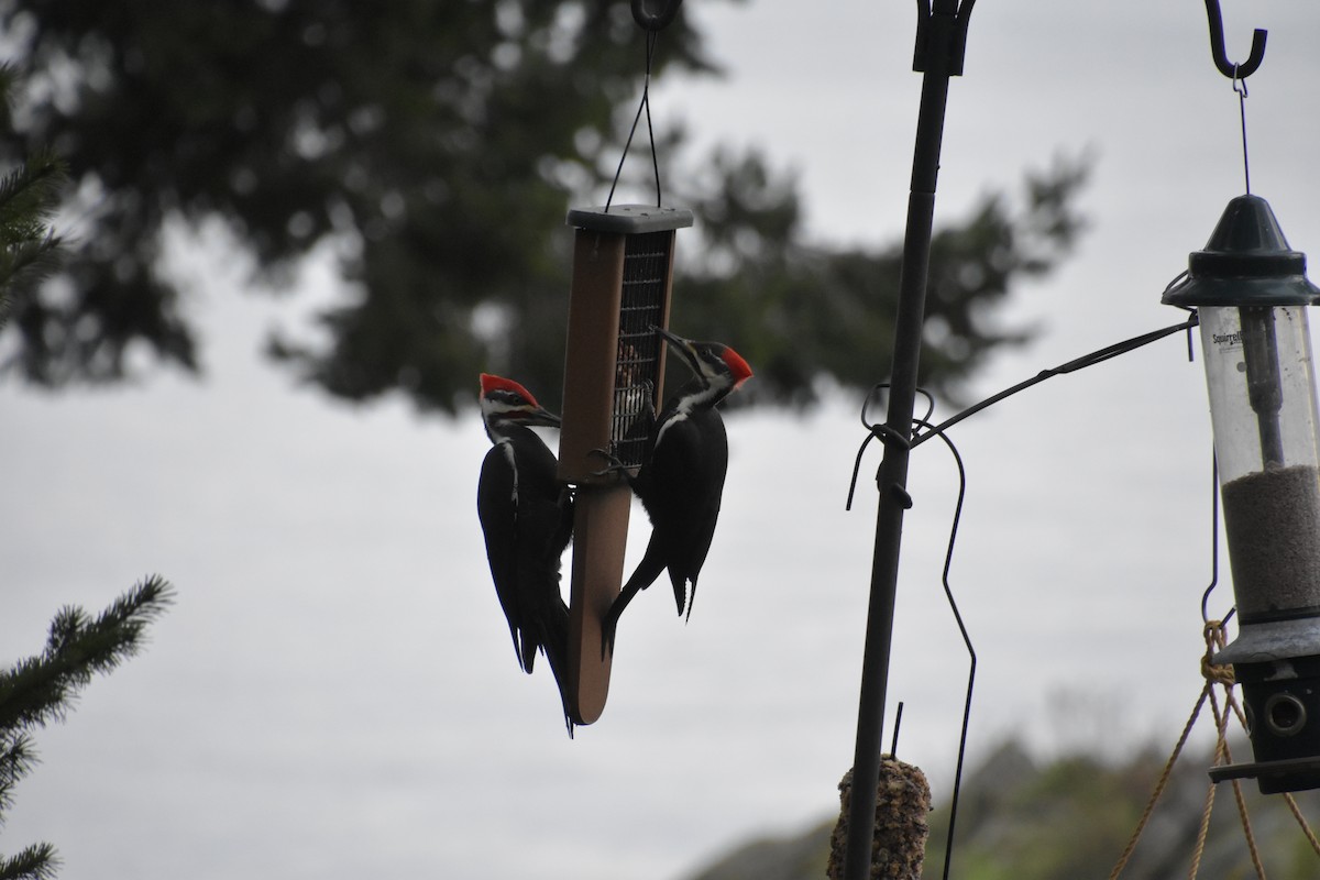 Pileated Woodpecker - Skyler Freeman