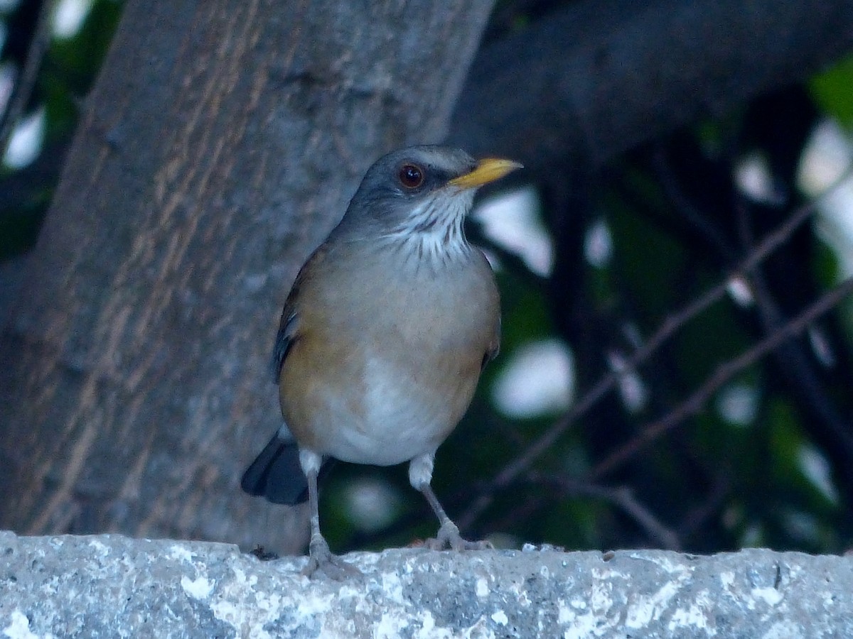 Rufous-backed Robin (Grayson's) - ML612364361