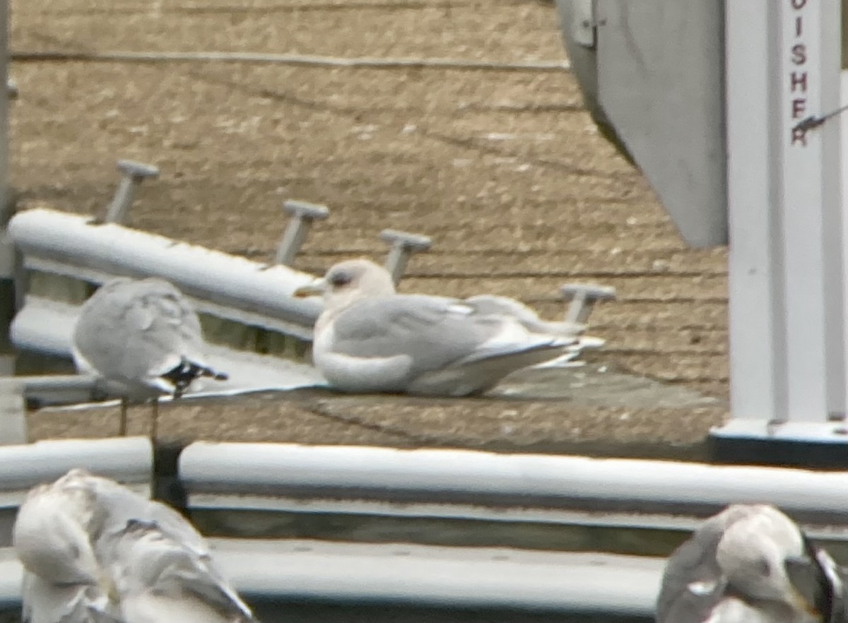 Iceland Gull - ML612364374