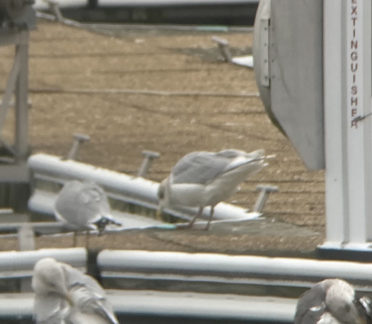 Iceland Gull - ML612364375