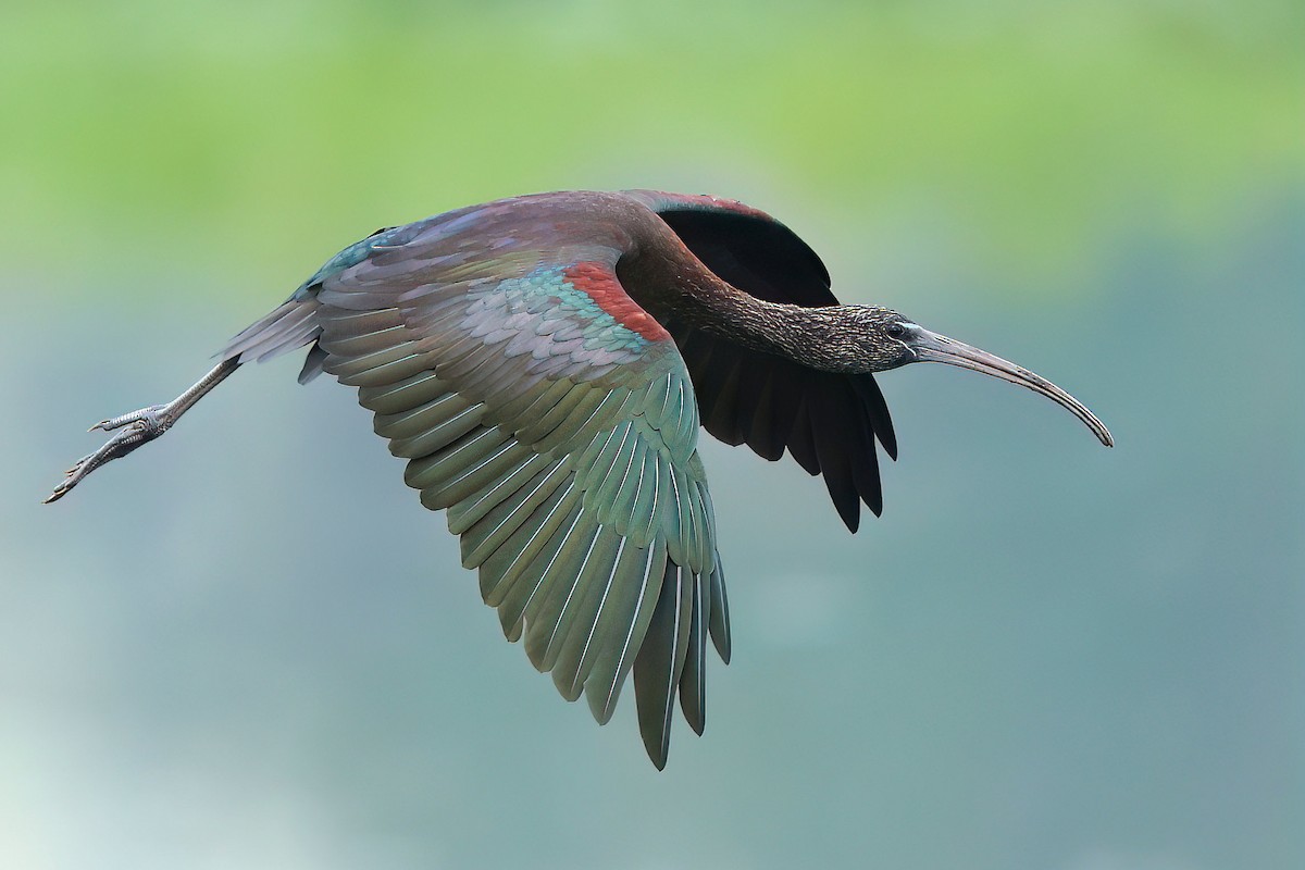 Glossy Ibis - Albin Jacob