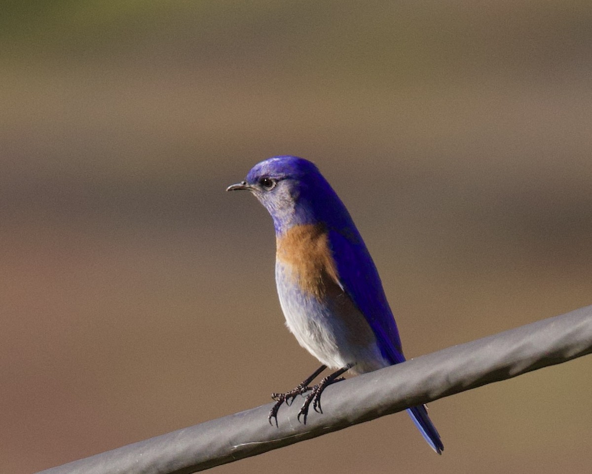 Western Bluebird - Dave Bengston