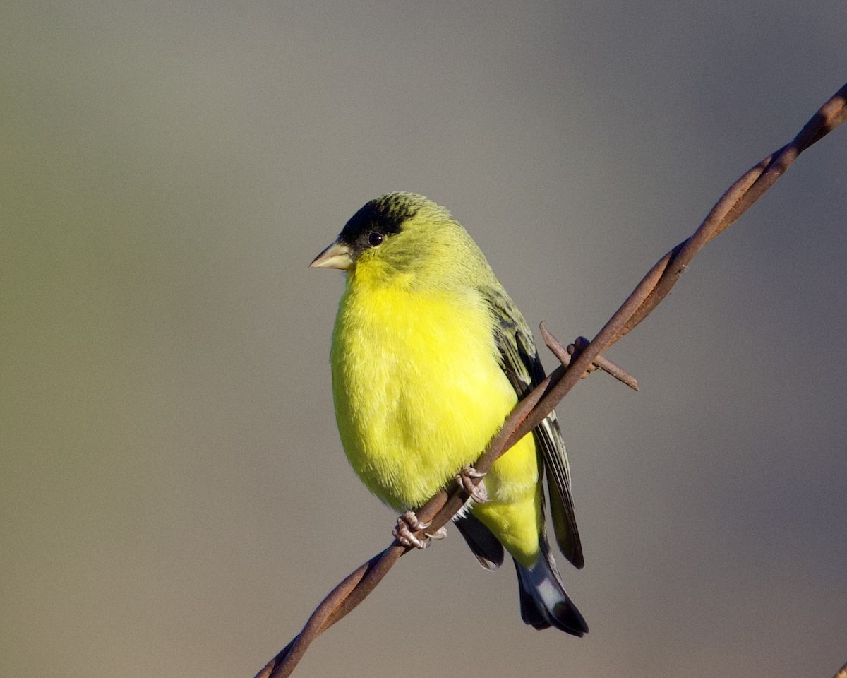 Lesser Goldfinch - ML612364558