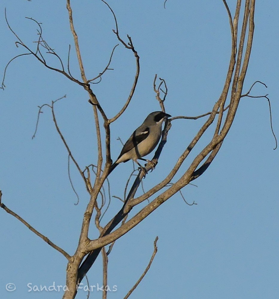 White-banded Tanager - ML612364574