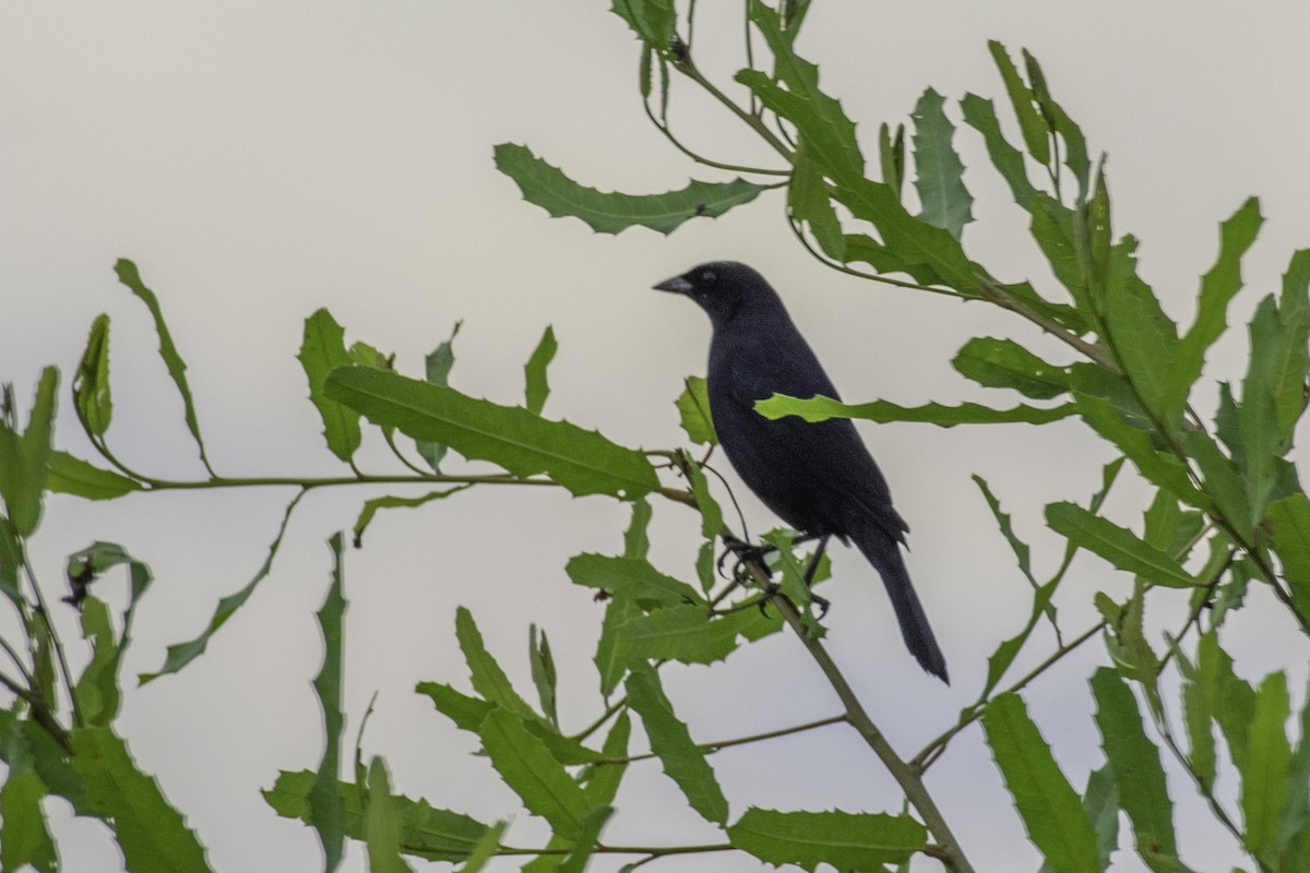 Velvet-fronted Grackle - ML612364619