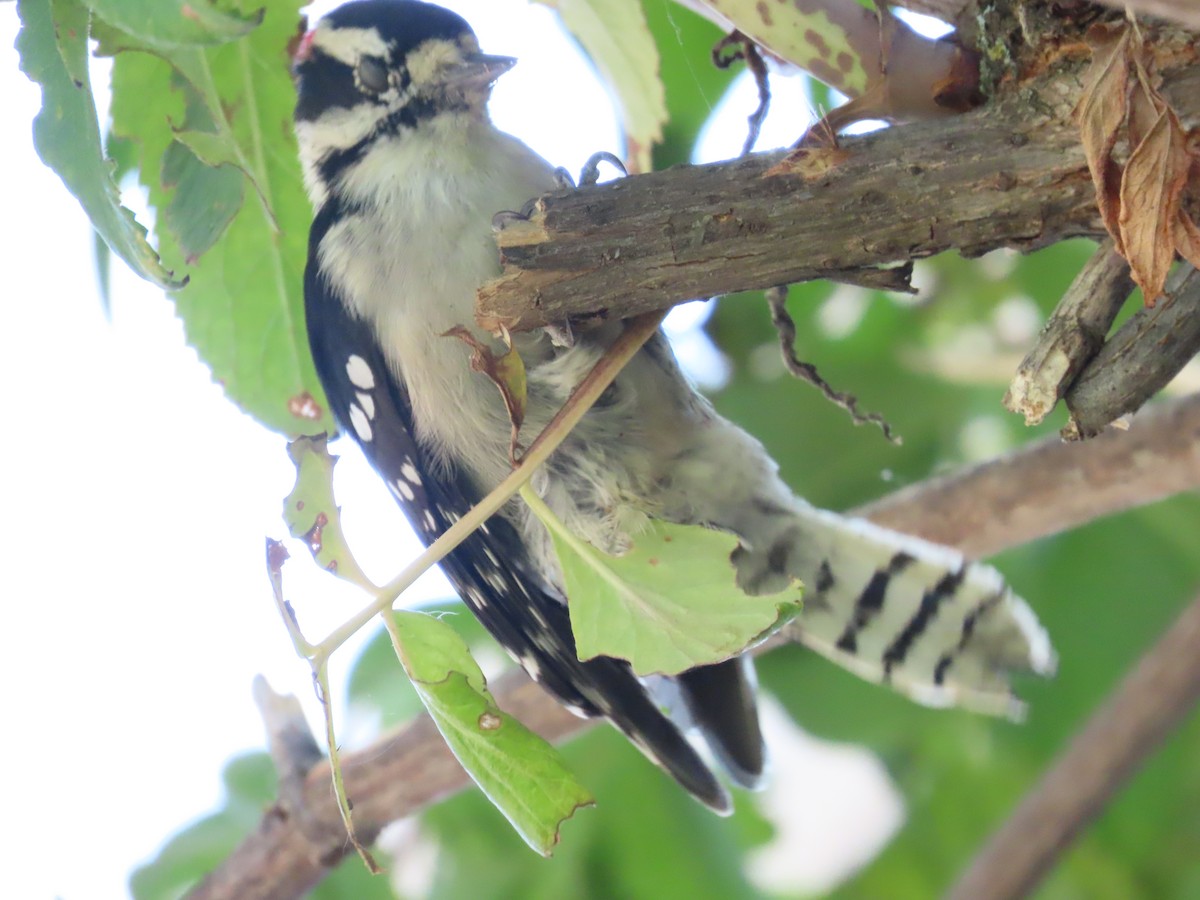 Downy Woodpecker - ML612364633