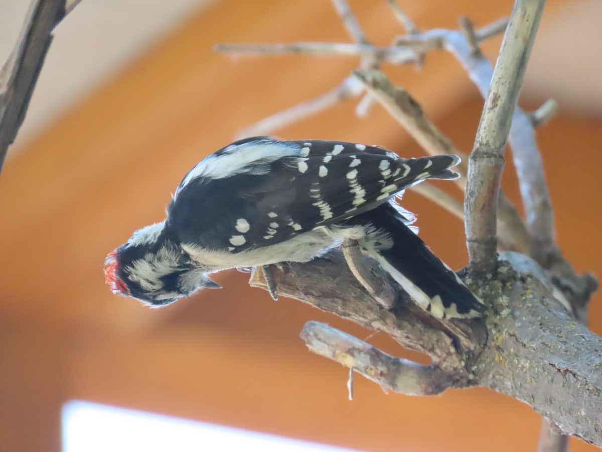 Downy Woodpecker - ML612364634