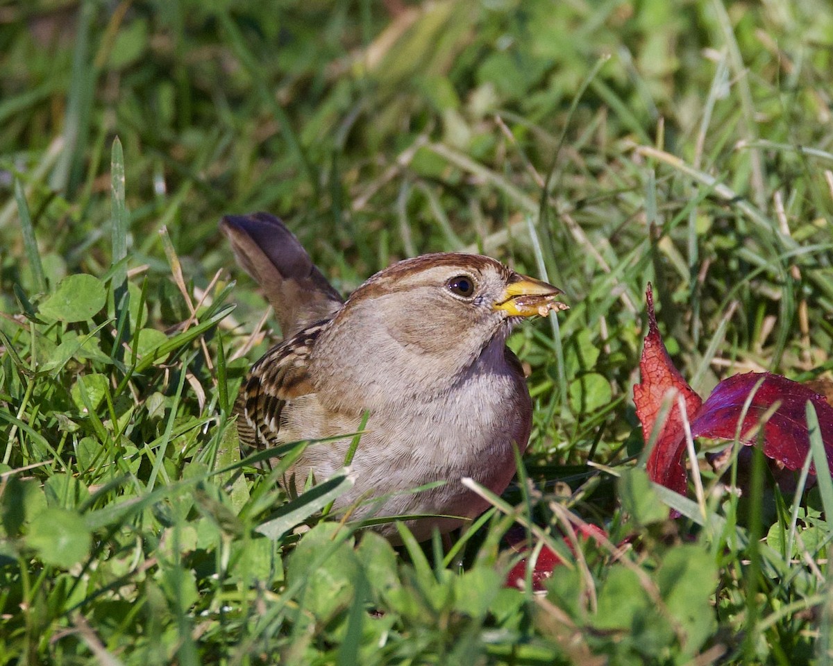White-crowned Sparrow - ML612364657