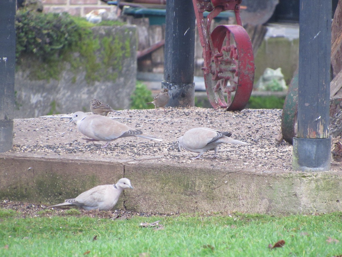 Eurasian Collared-Dove - ML612364682