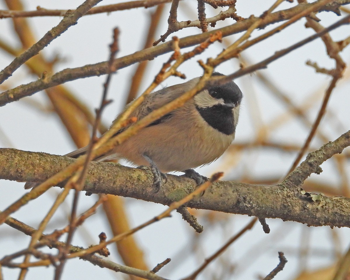 Carolina Chickadee - Aubrey Merrill