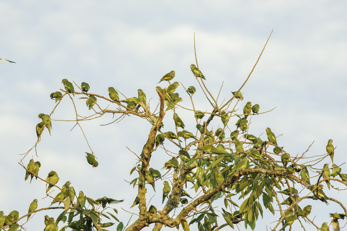 White-winged Parakeet - ML612364759